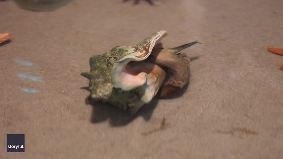 Florida aquarium celebrates 'Grounconch Day'